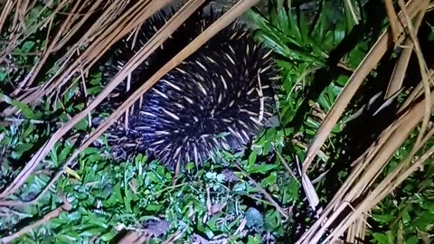 17.5.2025 Echidna