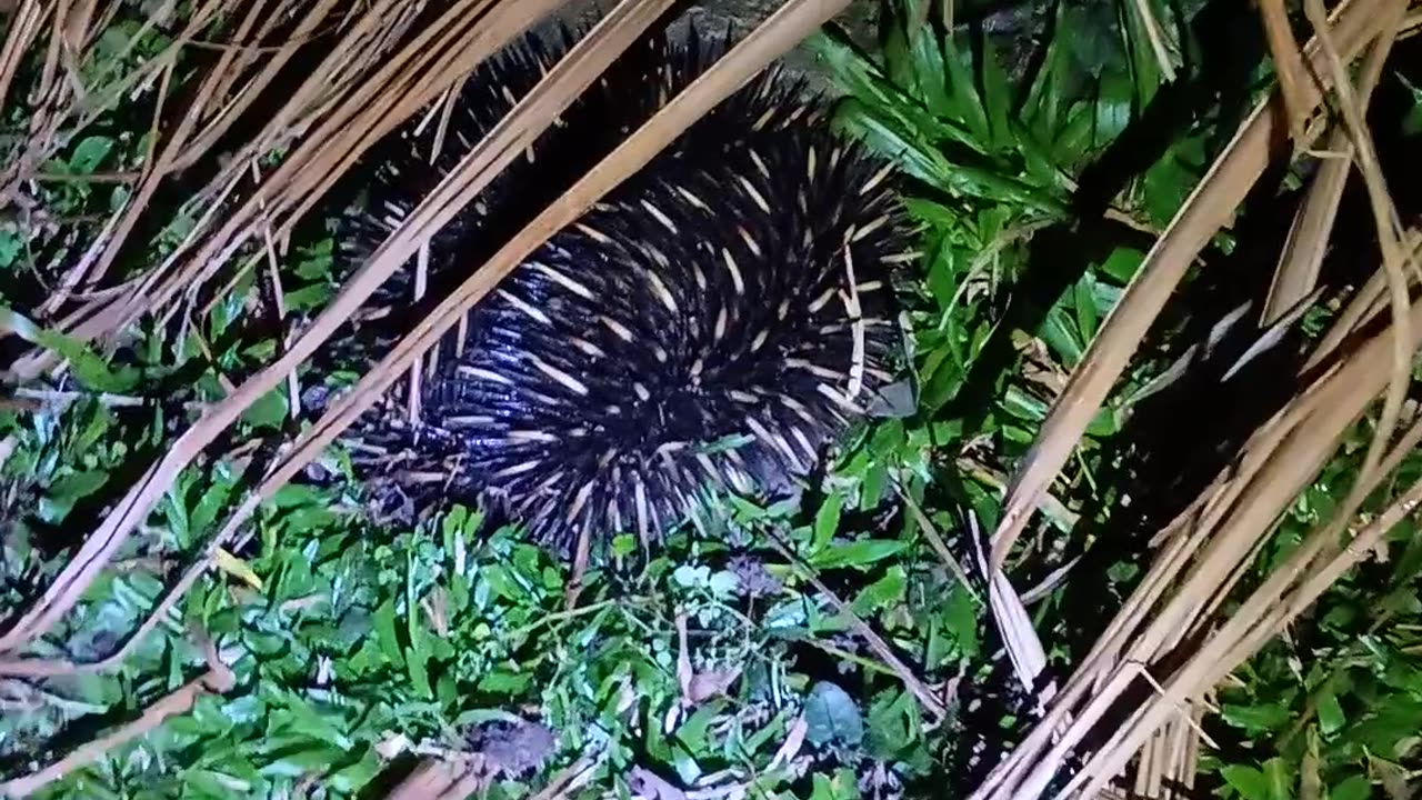 17.5.2025 Echidna
