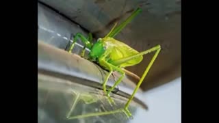 Daddy Goat 24/7 - Out Of Context Memes & Videos