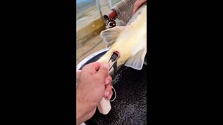 Daddy Goat 24/7 - Out Of Context Memes & Videos