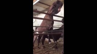 Daddy Goat 24/7 - Out Of Context Memes & Videos