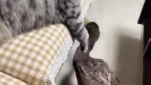 Cat vs Duck – Who Will Win This Funny Battle? 😹🦆 / Pisica vs Rata – Cine câștigă? 😹🦆