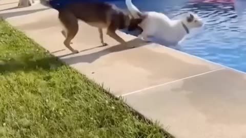 Funy animal new 😂