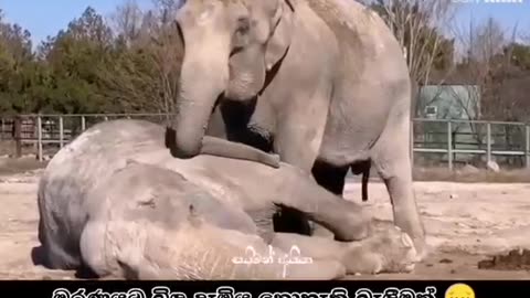Sad elephant