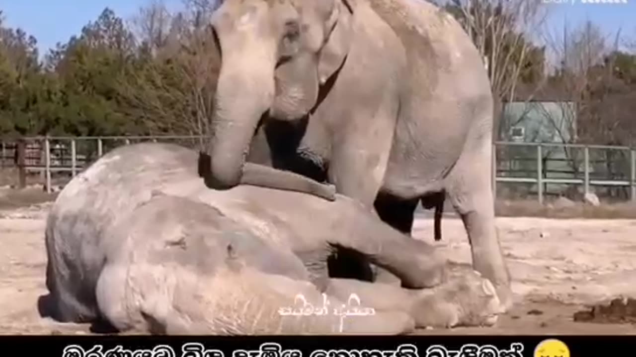 Sad elephant