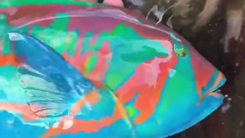 Exotic Fish