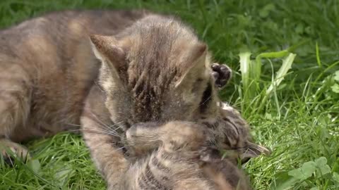 True Love! Mother Cat Cuddling and Cleaning Her Kitten in the Wild 🐱❤️