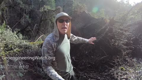 Dane Wigington Documents Geoengineering Environmental Destruction - Trees, Wildlife, Droughts & More