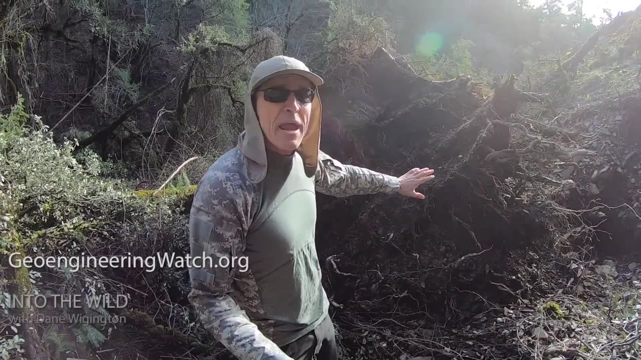 Dane Wigington Documents Geoengineering Environmental Destruction - Trees, Wildlife, Droughts & More