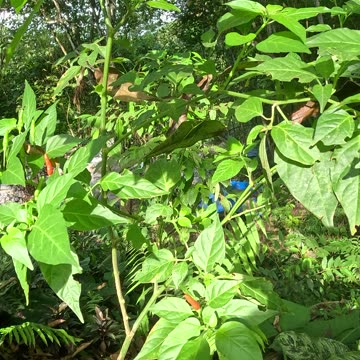 Expat in the Philippines | Siling Labuyo 🌶️ | Hottest Chili in the Philippines 🇵🇭