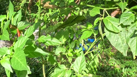 Expat in the Philippines | Siling Labuyo 🌶️ | Hottest Chili in the Philippines 🇵🇭
