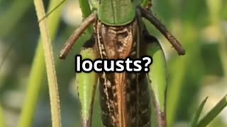 🦗✈️ Locust Flight Patterns – Nature Inspires Drone Technology! 🤖🌾