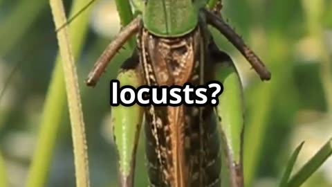 🦗✈️ Locust Flight Patterns – Nature Inspires Drone Technology! 🤖🌾