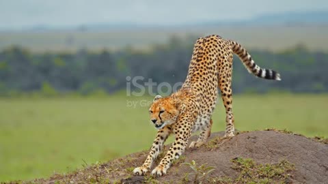 cheetah