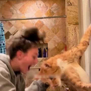 Cat Bathing Videos