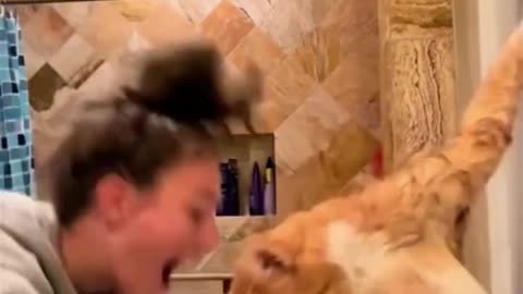 Cat Bathing Videos