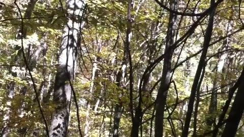Momma bear and her cub's in Tennessee part1, part2 get's good!