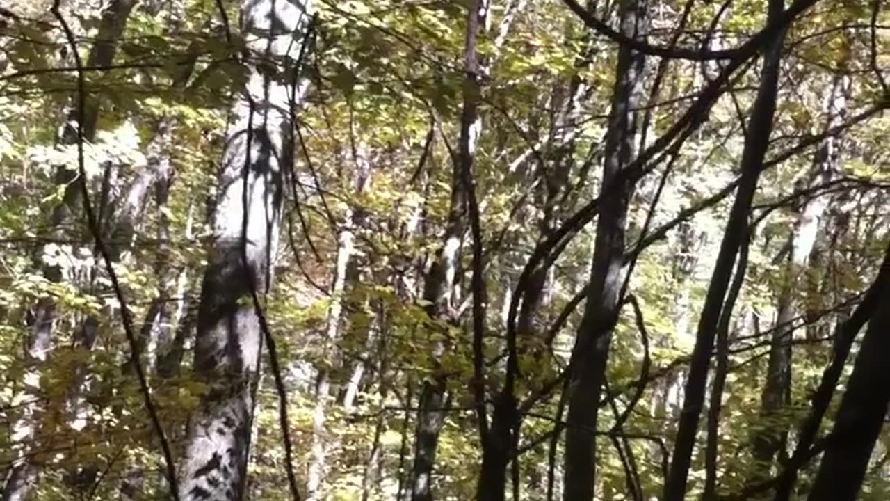 Momma bear and her cub's in Tennessee part1, part2 get's good!