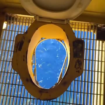 Would You Use This Toilet? 🚽