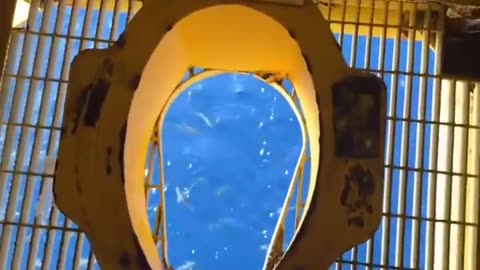 Would You Use This Toilet? 🚽