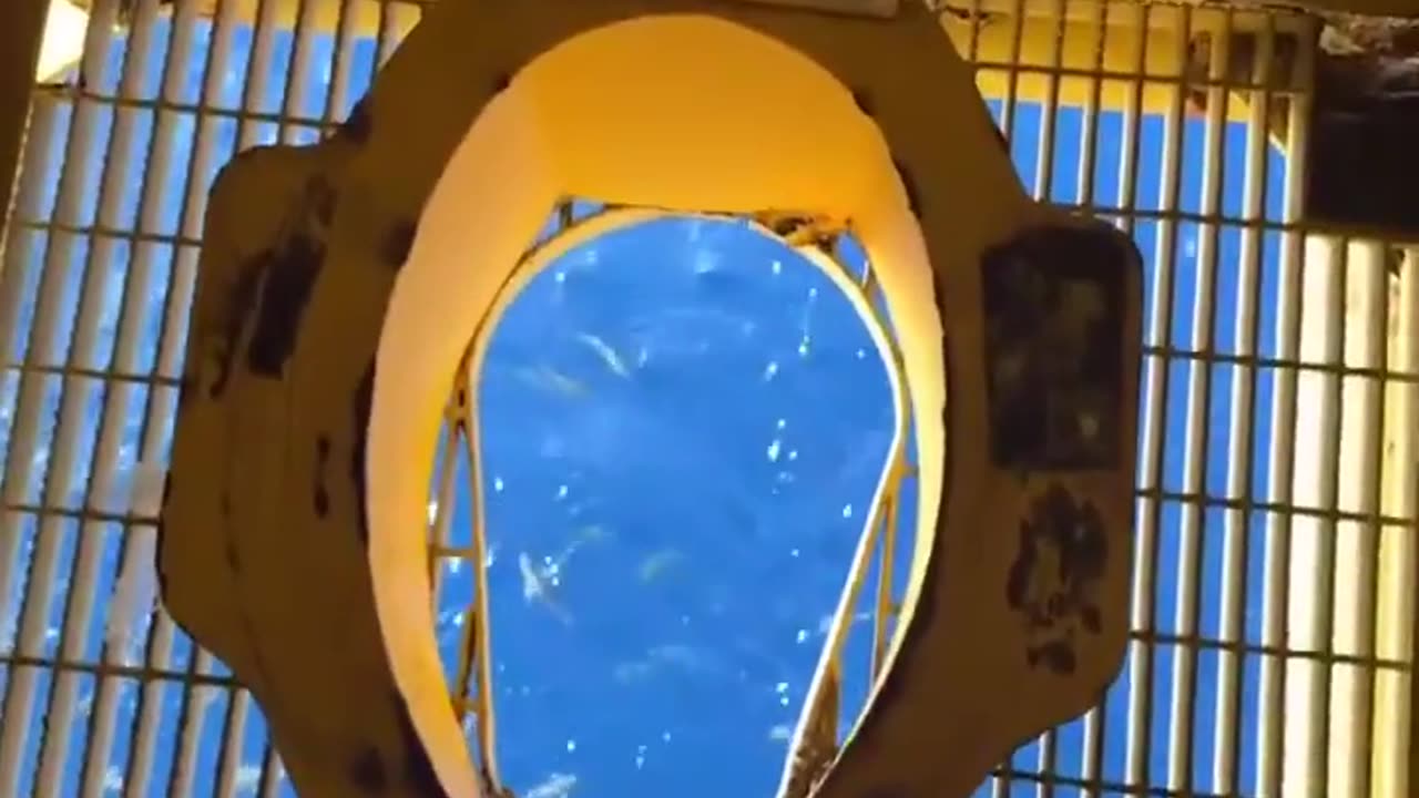 Would You Use This Toilet? 🚽