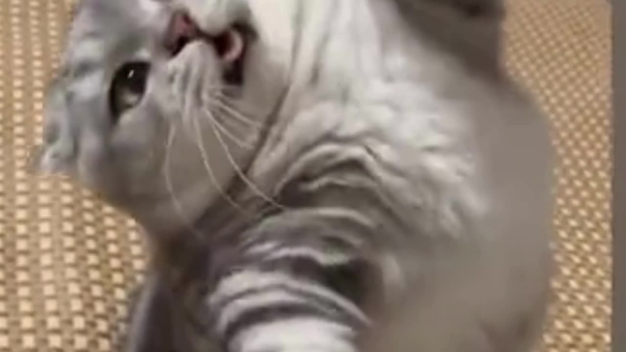 new kittyn baby catCreative DunSign Touches! 🐱🎨 #CuteCats#CuteVideos#