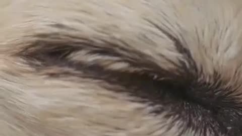 Dog Eye Goop: Normal vs. Vet Time—FAST Guide!