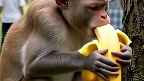 monkey in market