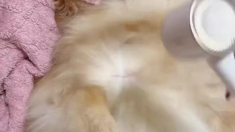 Dog's Comedy Videos 🤣 so cute videos 😍 funny videos 🤣