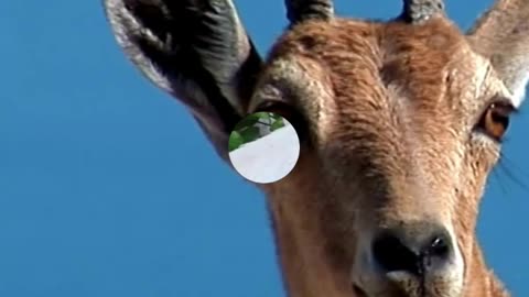 Why do goats have rectangular pupils?
