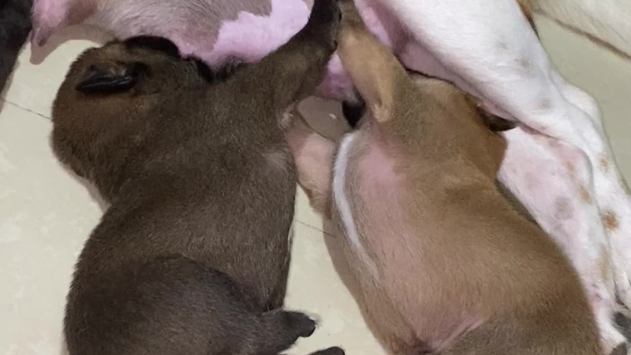 Nursing Puppies High Five
