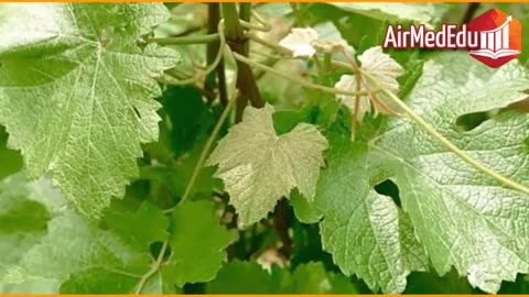 45 Beneficios de las Hojas de Parra