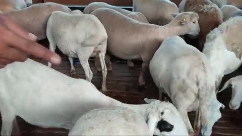 Raising 800 Superior Sheep and Goats Without "Ngarit"