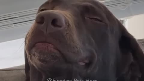Cats and Dogs