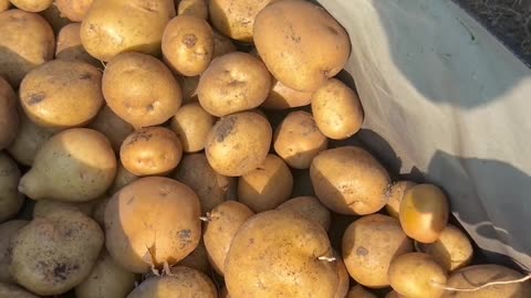 Harvesting My Yukon Gold Potatoes from My Raised Bed