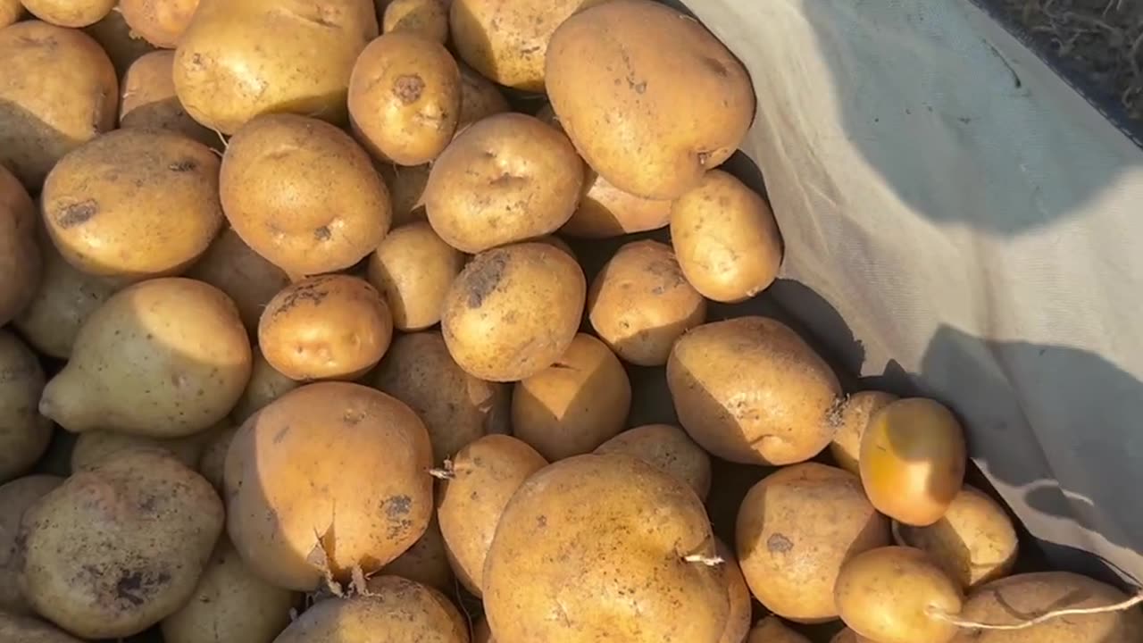 Harvesting My Yukon Gold Potatoes from My Raised Bed