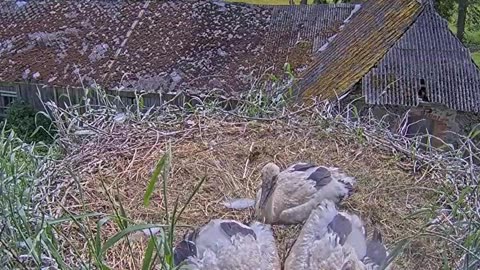 🤣 Young storks make a five-pointed five with their wings 😂