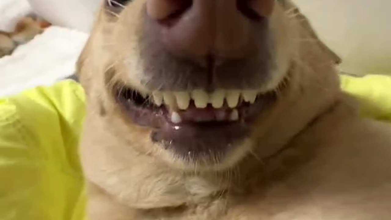 The evil weasel