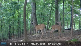 The Woods – 05/25/2025
