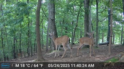 The Woods – 05/25/2025
