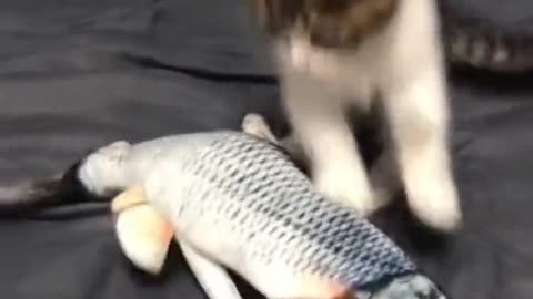 The Cat Is A Silly Goof