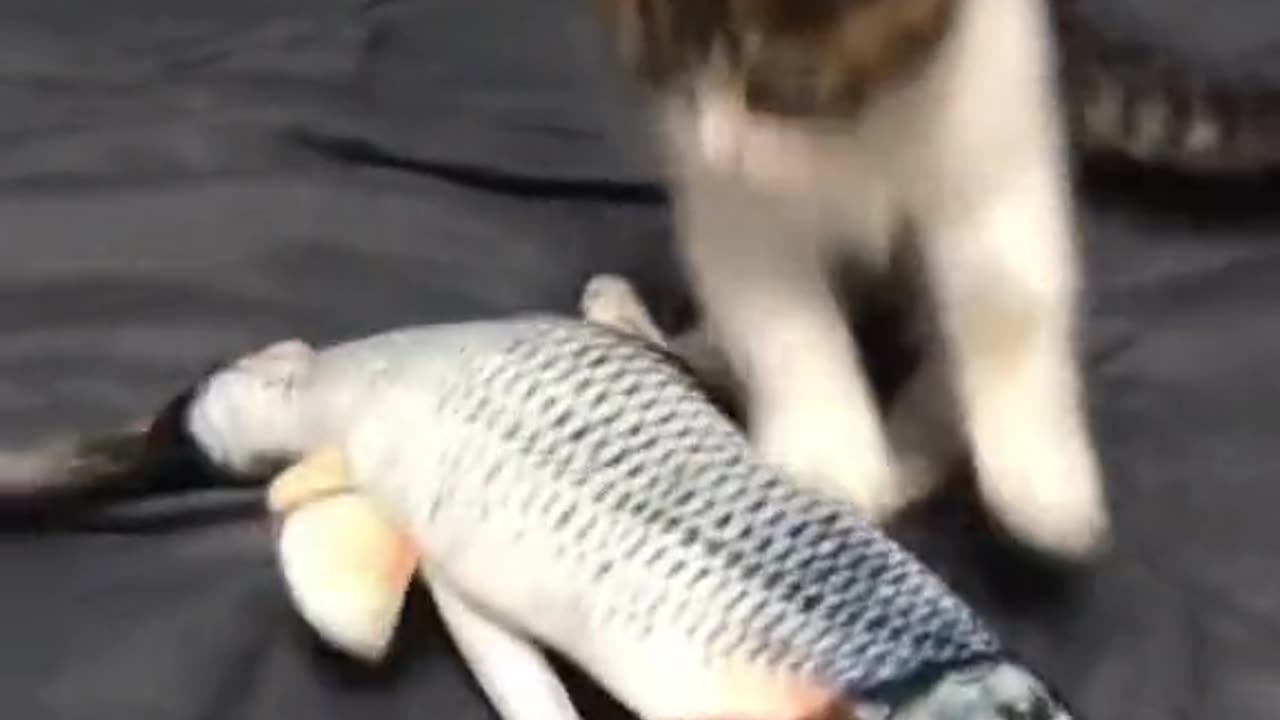 The Cat Is A Silly Goof