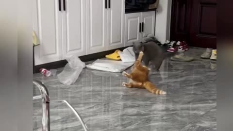 Kung Fu Cats | Epic Funny Cat Fight Compilation!