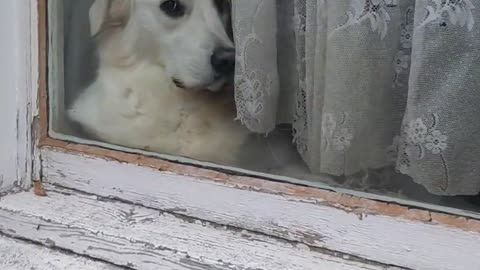 😂 My Neighbor's Dog Every Time I Leave the House! | FunFM