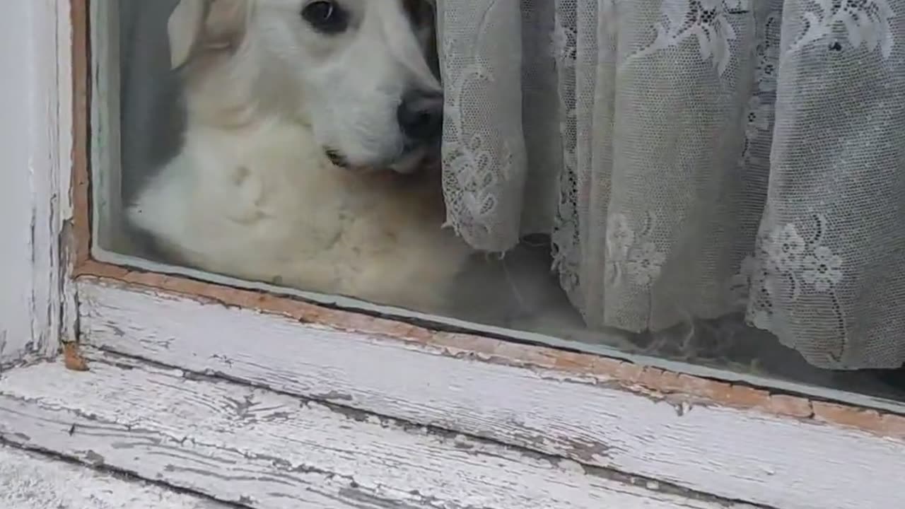 😂 My Neighbor's Dog Every Time I Leave the House! | FunFM