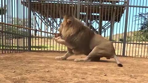World's Fastest Car VS Cheetah