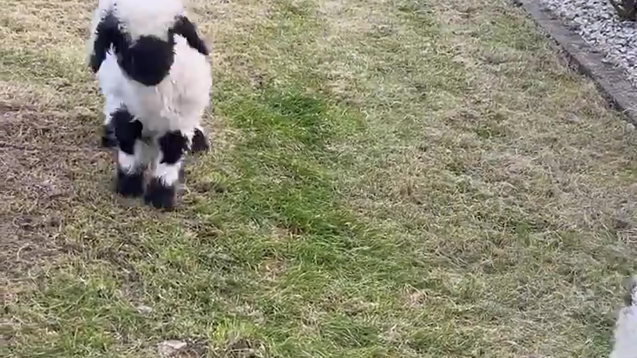 Cute little black-nosed Valais sheep jumping with joy #shorts #sheep #animals