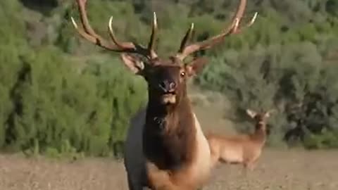 Nothing like a glunking Bull Elk!