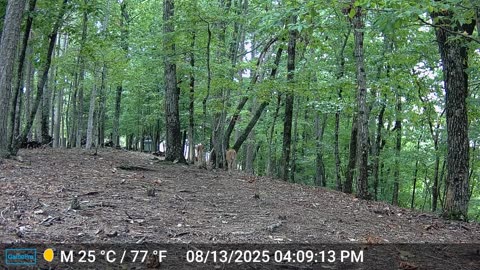The Woods – 08/14/2025