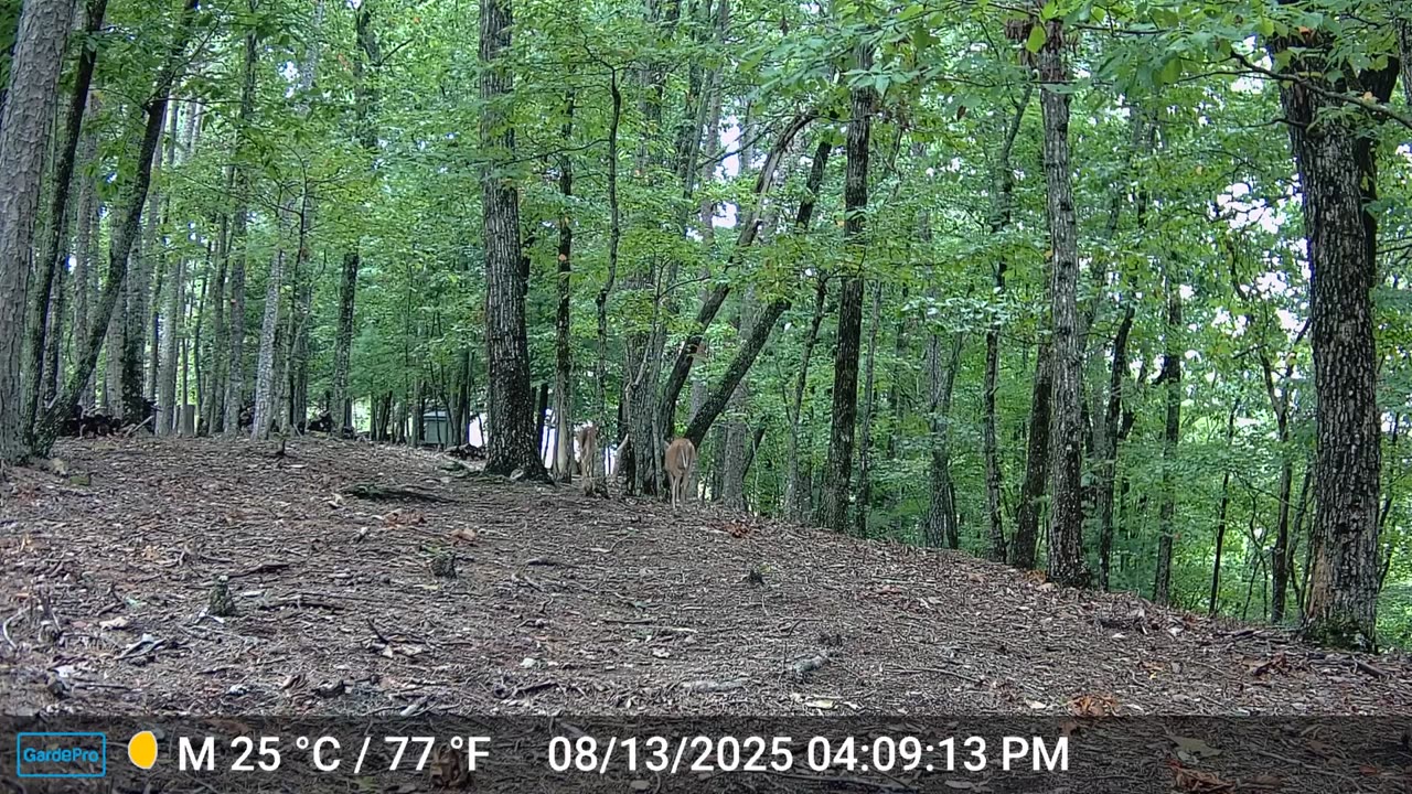 The Woods – 08/14/2025